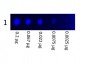 Mouse IgG3 isotype control Fluorescein